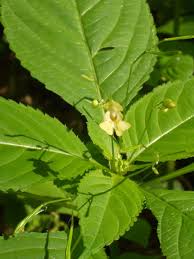 Attēlu rezultāti vaicājumam “Impatiens parviflora leaf”