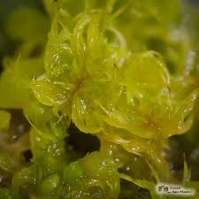 Attēlu rezultāti vaicājumam “Sphagnum cuspidatum”