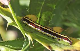 Attēlu rezultāti vaicājumam “Cucullia lucifuga”