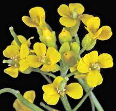 Attēlu rezultāti vaicājumam “Erysimum cheiranthoides flower”