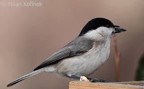 Attēlu rezultāti vaicājumam “Poecile palustris adult”