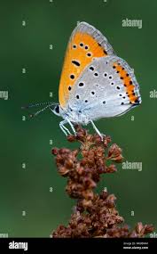 Attēlu rezultāti vaicājumam “Lycaena dispar female”