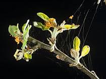 Attēlu rezultāti vaicājumam “Panonychus”