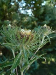 Attēlu rezultāti vaicājumam “Carlina biebersteinii”