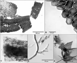 Attēlu rezultāti vaicājumam “Mnium stellare”