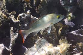 Image result for Lutjanus mahogoni