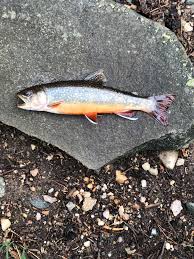 Image result for Salvelinus fontinalis