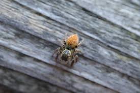 Attēlu rezultāti vaicājumam “Evarcha falcata”