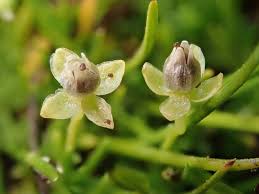 Attēlu rezultāti vaicājumam “Sagina procumbens flower”