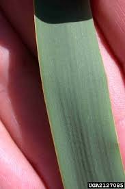 Attēlu rezultāti vaicājumam “Typha latifolia”