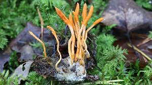 Attēlu rezultāti vaicājumam “Cordyceps”