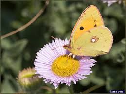 Attēlu rezultāti vaicājumam “Colias croceus underside”