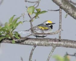 Image result for Vermivora chrysoptera
