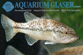 Image result for Micropterus salmoides