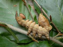 Attēlu rezultāti vaicājumam “Stauropus fagi larva”