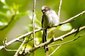 Attēlu rezultāti vaicājumam “Aegithalos caudatus”