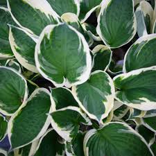 Attēlu rezultāti vaicājumam “Hosta sp.”