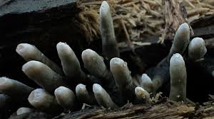 Attēlu rezultāti vaicājumam “Xylaria polymorpha”