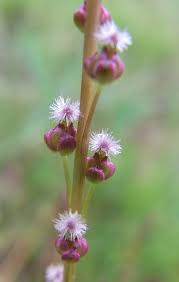 Attēlu rezultāti vaicājumam “Juncaginaceae”