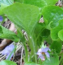 Attēlu rezultāti vaicājumam “Viola mirabilis leaf”