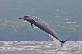 Image result for Mesoplodon bidens