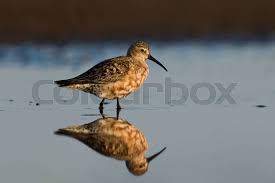 Image result for Calidris ferruginea