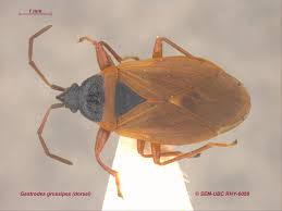 Attēlu rezultāti vaicājumam “Gastrodes grossipes”