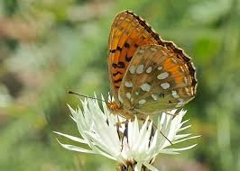 Attēlu rezultāti vaicājumam “Argynnis aglaja”