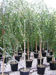 Attēlu rezultāti vaicājumam “Betula pendula Youngii”