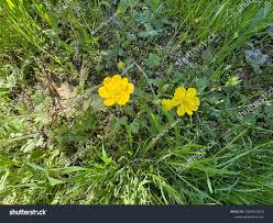 Attēlu rezultāti vaicājumam “Ranunculus bulbosus flower”