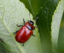 Attēlu rezultāti vaicājumam “Phyllobrotica quadrimaculata”