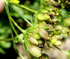 Attēlu rezultāti vaicājumam “Pastinaca sativa subsp. sylvestris”