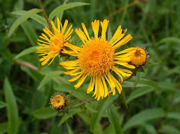 Attēlu rezultāti vaicājumam “Inula salicina flower”