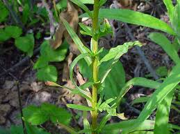 Image result for Reseda luteola