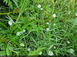 Attēlu rezultāti vaicājumam “Fuligo licentii”