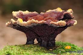 Attēlu rezultāti vaicājumam “Phaeolus schweinitzii”