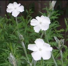 Image result for Lychnis coronaria alba