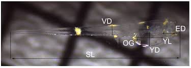 Image result for Chrysoblephus laticeps