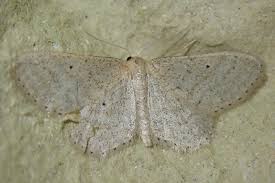 Attēlu rezultāti vaicājumam “Idaea sylvestraria”