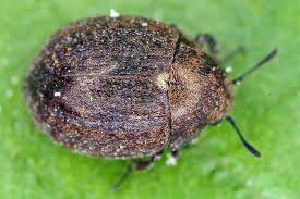 Attēlu rezultāti vaicājumam “Cytilus sericeus”