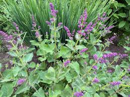 Attēlu rezultāti vaicājumam “Salvia verticillata”