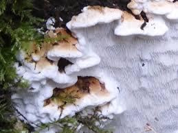 Attēlu rezultāti vaicājumam “Antrodia serialis”