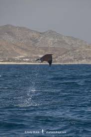 Image result for Mobula munkiana