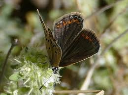 Attēlu rezultāti vaicājumam “Plebejus argus female”