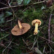 Attēlu rezultāti vaicājumam “Pholiota flammans”