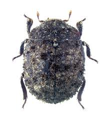 Attēlu rezultāti vaicājumam “Lucanidae”