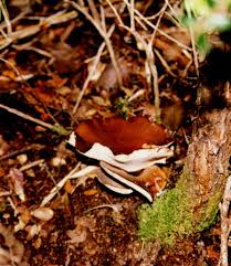 Attēlu rezultāti vaicājumam “Polyporus melanopus”