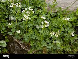 Attēlu rezultāti vaicājumam “Cardamine amara”