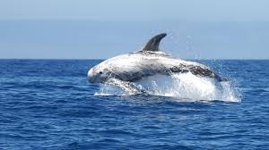 Image result for Grampus griseus