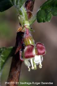 Attēlu rezultāti vaicājumam “Ribes uva-crispa flower”